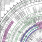 World History Chart Pre Order